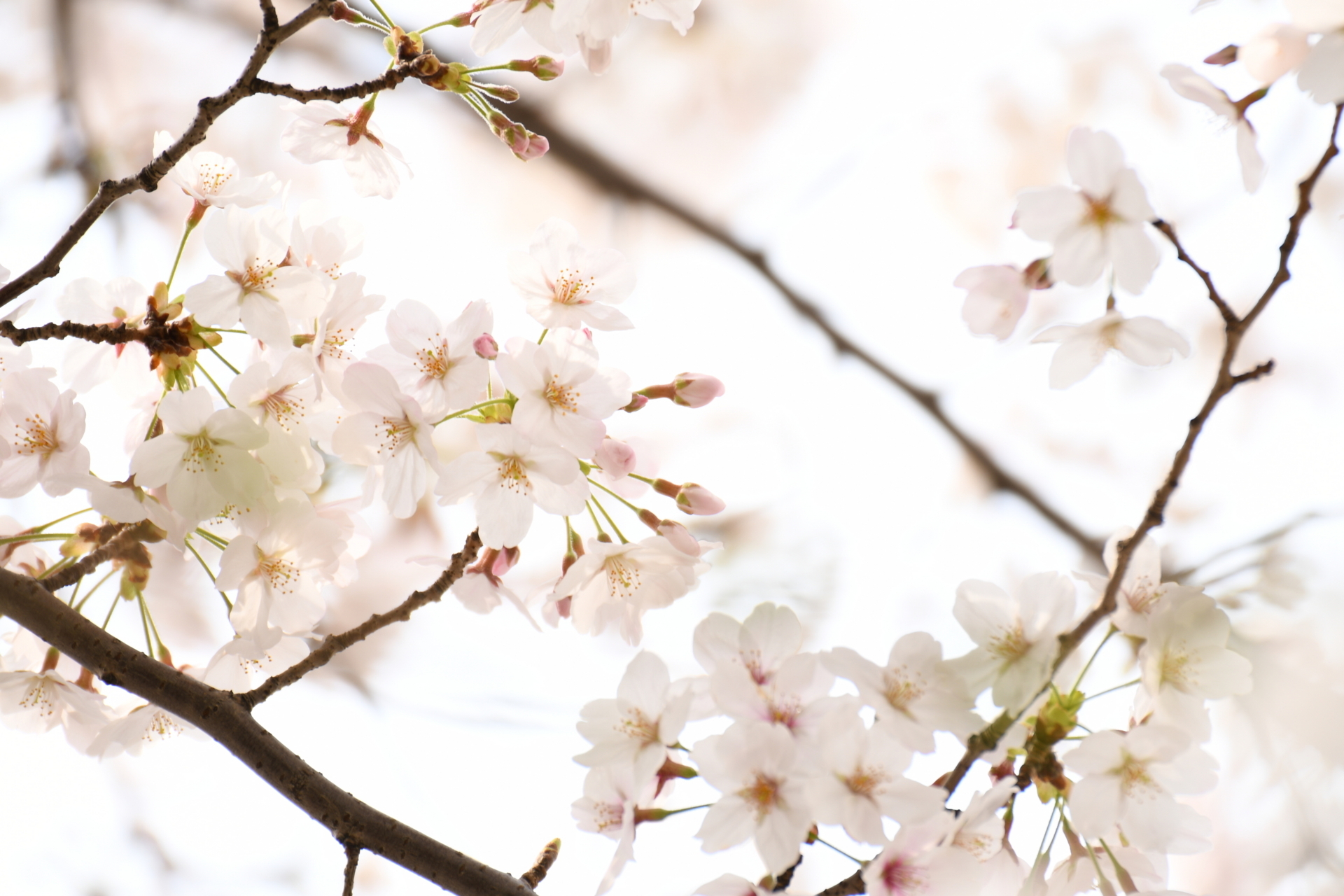 f:id:masawada:20180327092524j:plain