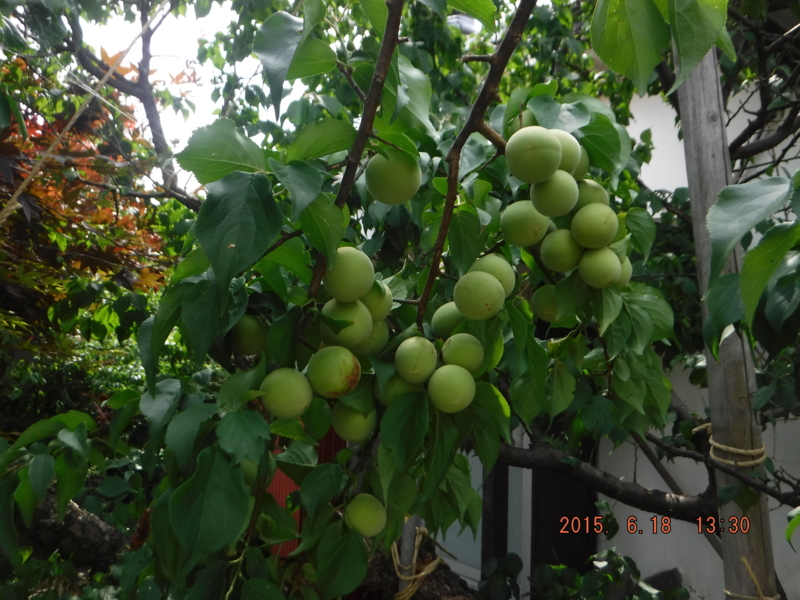 f:id:masaya50:20150619021734j:image:w640