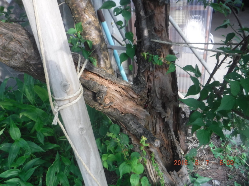 f:id:masaya50:20160608031351j:image:w300