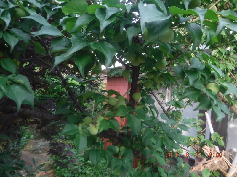 f:id:masaya50:20160608031352j:image:w300 f:id:masaya50:20160608031352j:image:w300