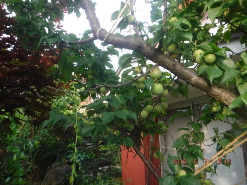 f:id:masaya50:20160608031353j:image:w300 f:id:masaya50:20160608031353j:image:w300