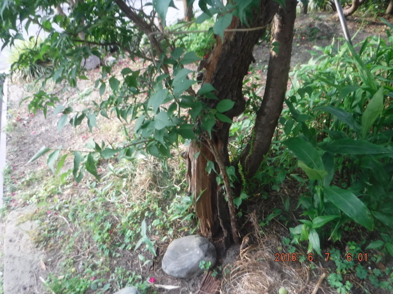 f:id:masaya50:20160608031354j:image:w300 f:id:masaya50:20160608031354j:image:w300