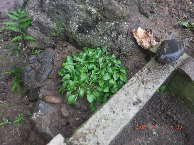 f:id:masaya50:20160608031358j:image:w300 f:id:masaya50:20160608031358j:image:w300