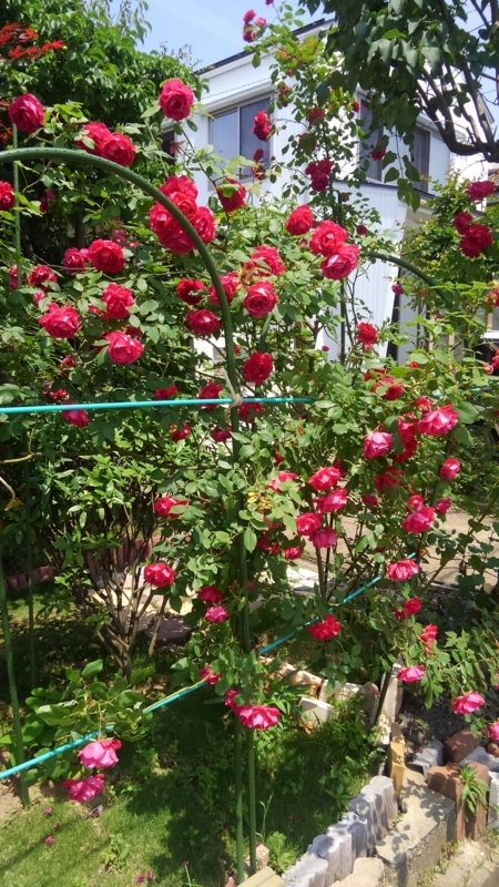 f:id:masaya50:20180529150939j:image:w400:left f:id:masaya50:20180529150939j:image:w400:left