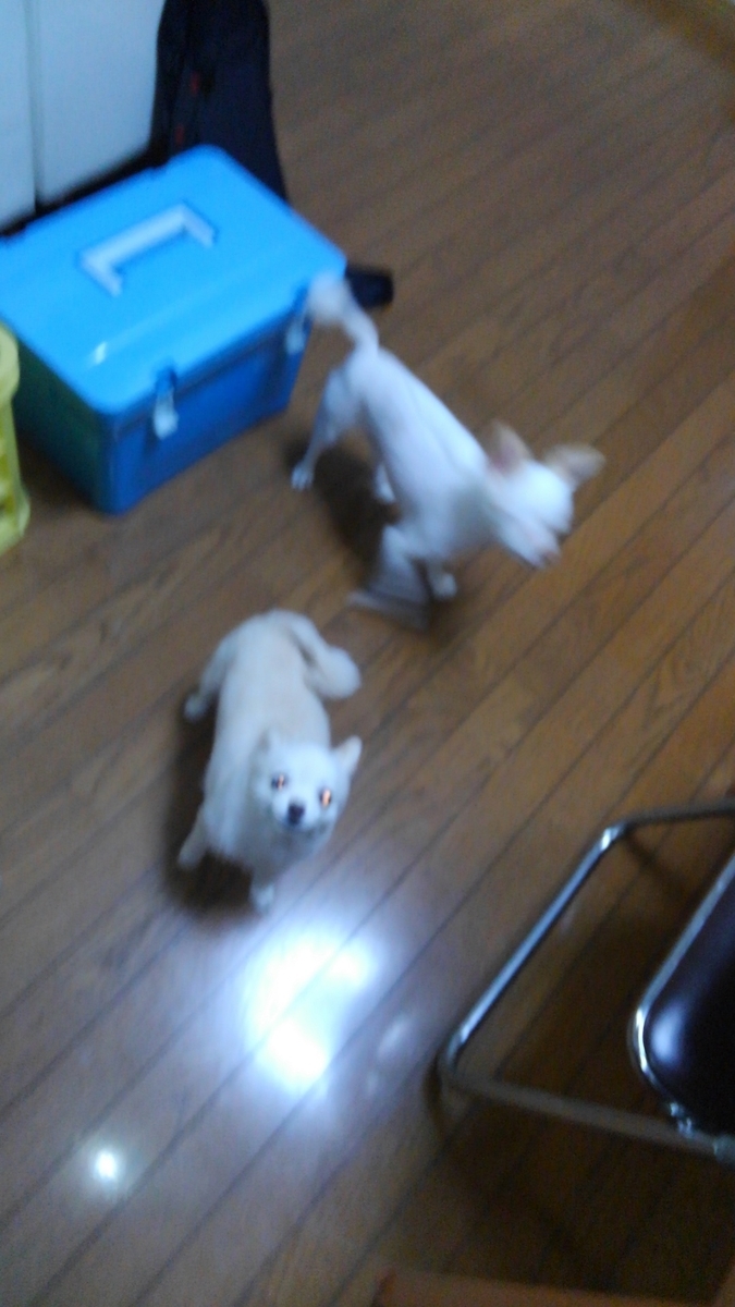 f:id:masaya50:20191018082422j:plain:w350