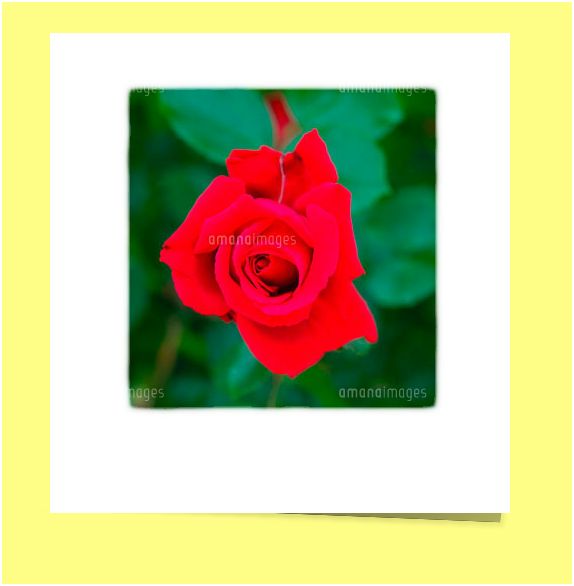 f:id:masayan-web:20120519025138j:image:w300 f:id:masayan-web:20120519025138j:image:w300