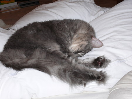 f:id:masayang:20070308225956j:image