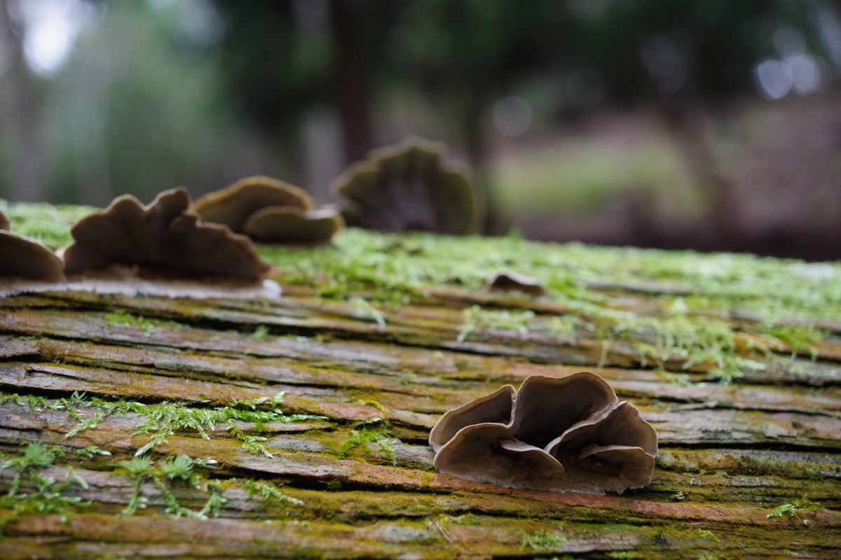 f:id:masayuki14:20201122144827j:plain