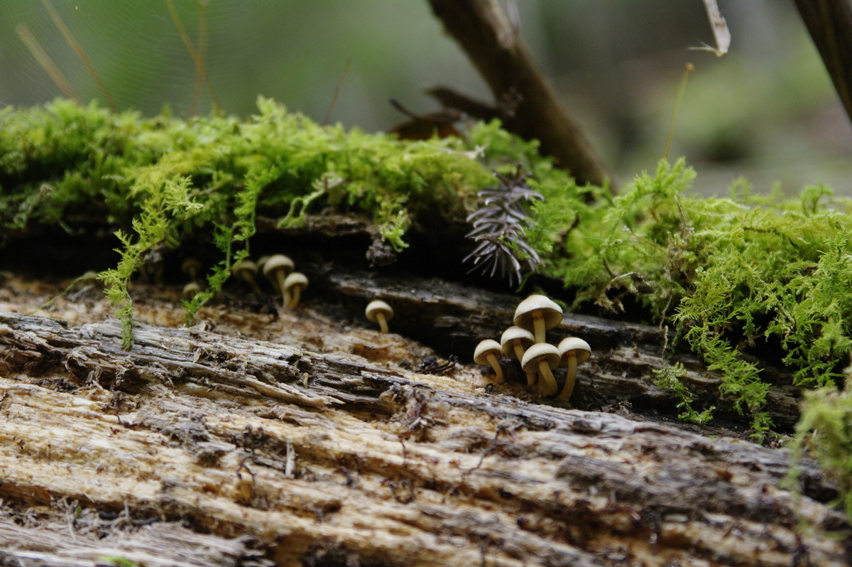 f:id:masayuki14:20201122145236j:plain