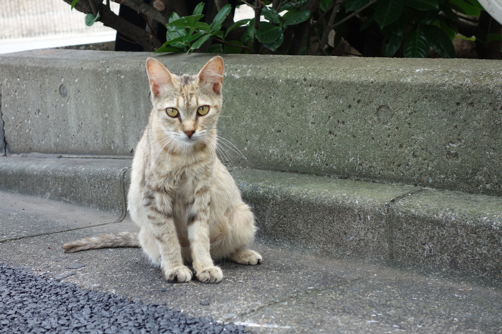 f:id:masayukismjp:20181103125813j:plain f:id:masayukismjp:20181103125813j:plain