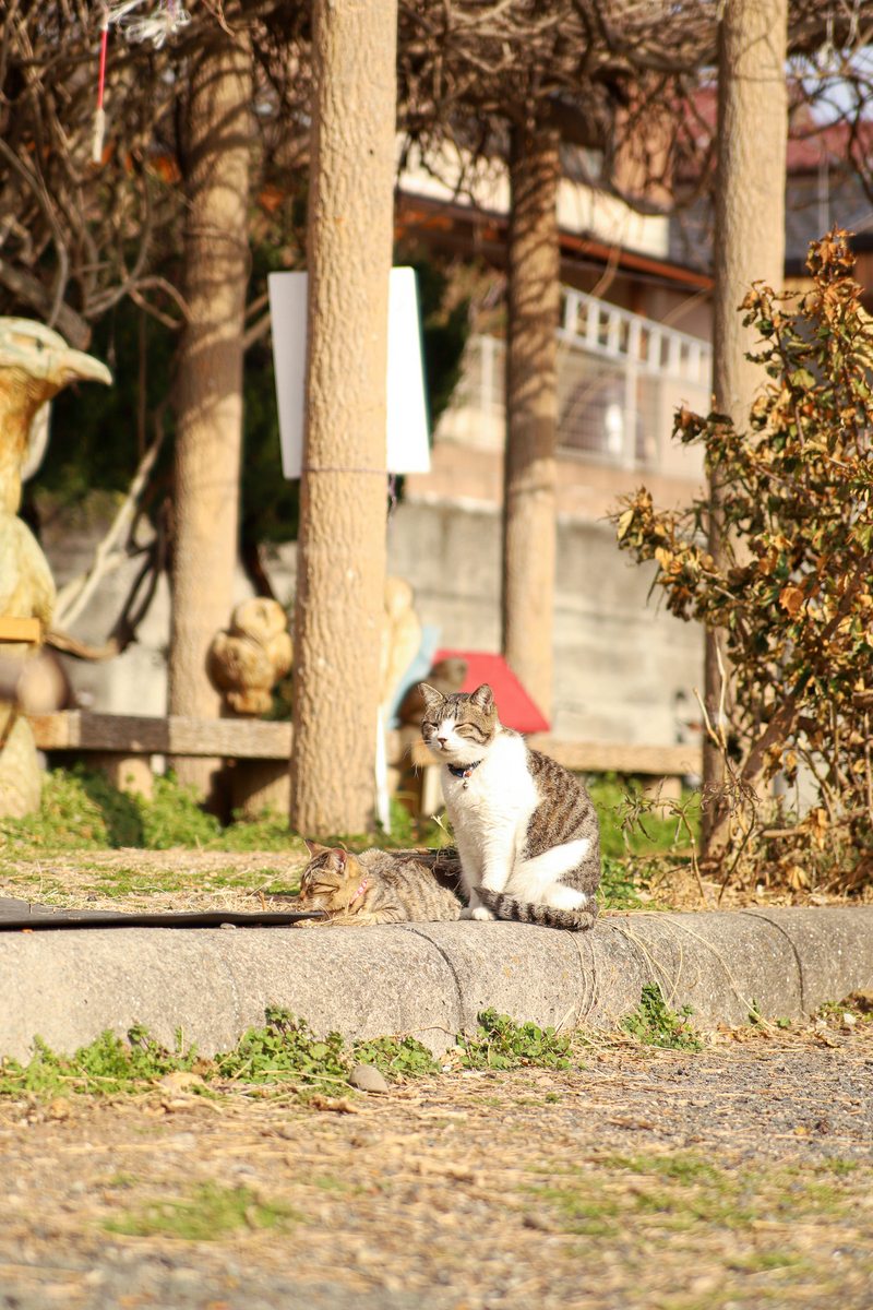 湯島の猫