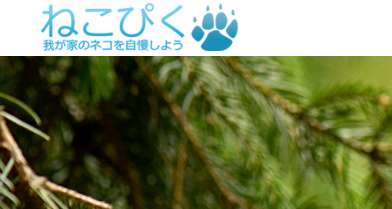 f:id:mashiro_ruka:20190702153919p:plain f:id:mashiro_ruka:20190702153919p:plain
