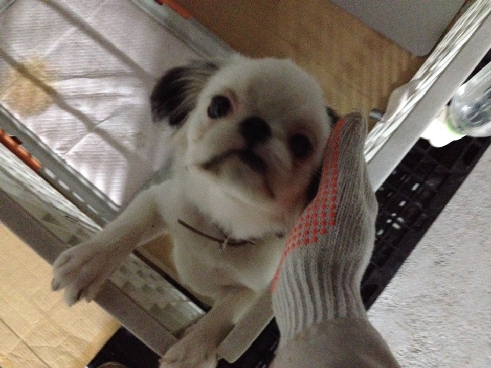 f:id:mashirokurosou:20180926122722j:plain f:id:mashirokurosou:20180926122722j:plain