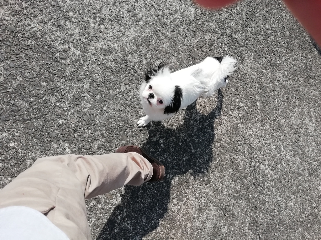 f:id:mashirokurosou:20181015161111j:plain f:id:mashirokurosou:20181015161111j:plain