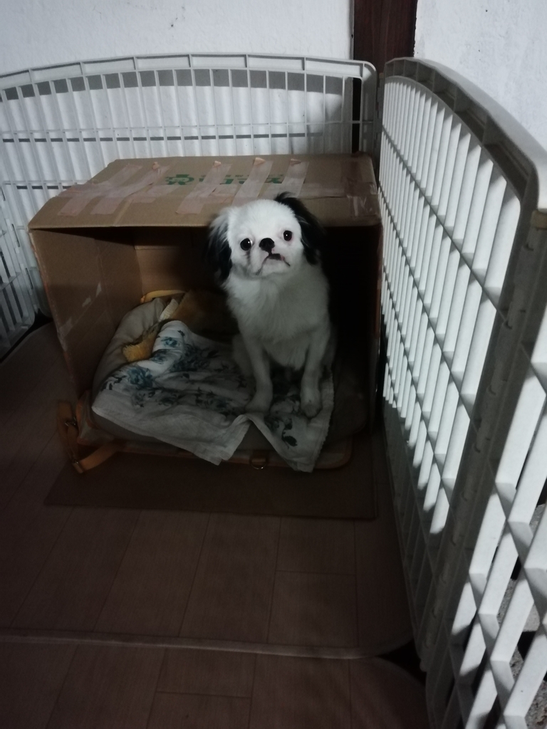 f:id:mashirokurosou:20181017210542j:plain f:id:mashirokurosou:20181017210542j:plain