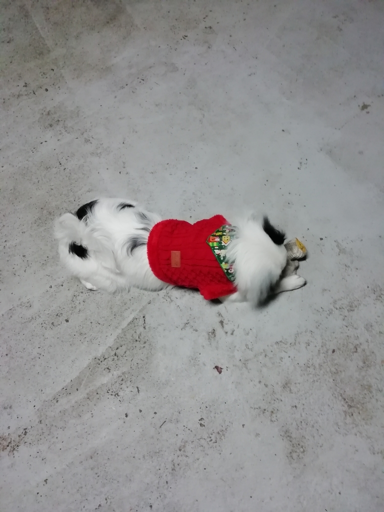 f:id:mashirokurosou:20181207001205j:plain f:id:mashirokurosou:20181207001205j:plain