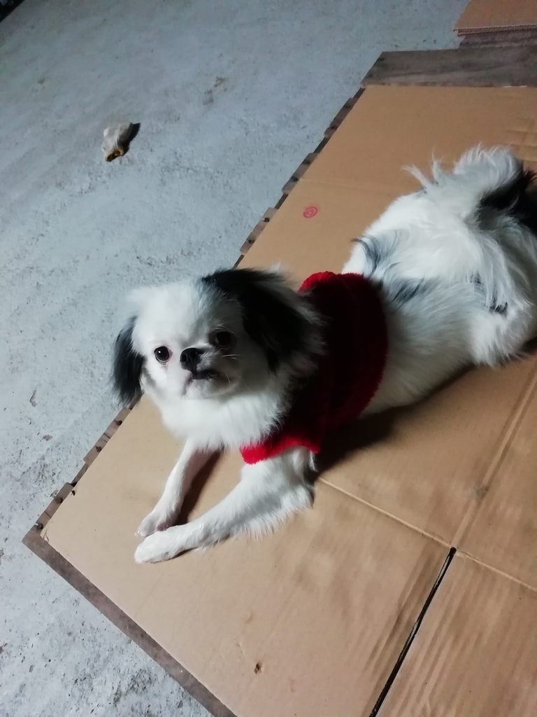 f:id:mashirokurosou:20181207001324j:plain f:id:mashirokurosou:20181207001324j:plain