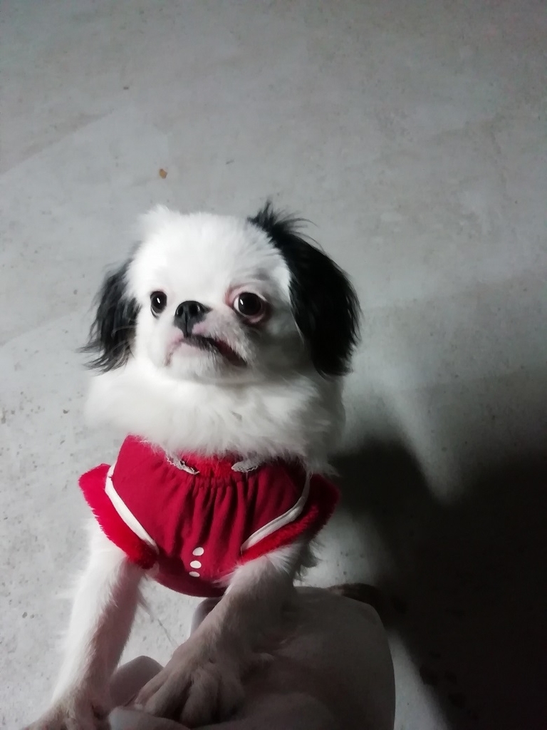 f:id:mashirokurosou:20181218004822j:plain f:id:mashirokurosou:20181218004822j:plain