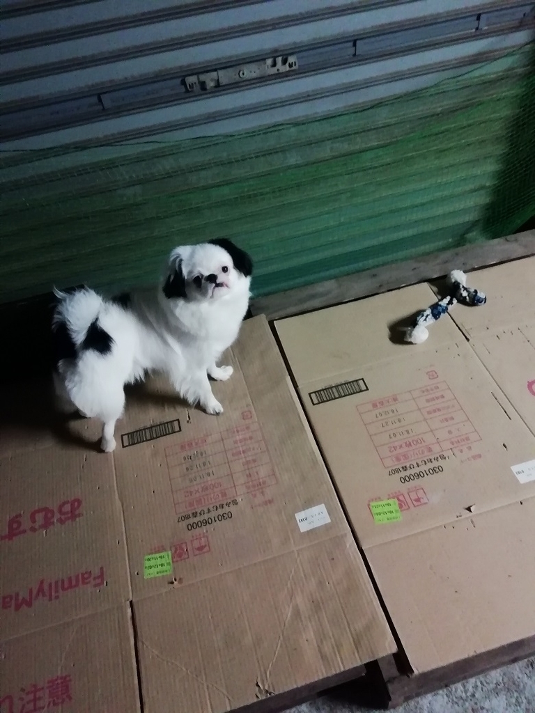 f:id:mashirokurosou:20190207235743j:plain f:id:mashirokurosou:20190207235743j:plain
