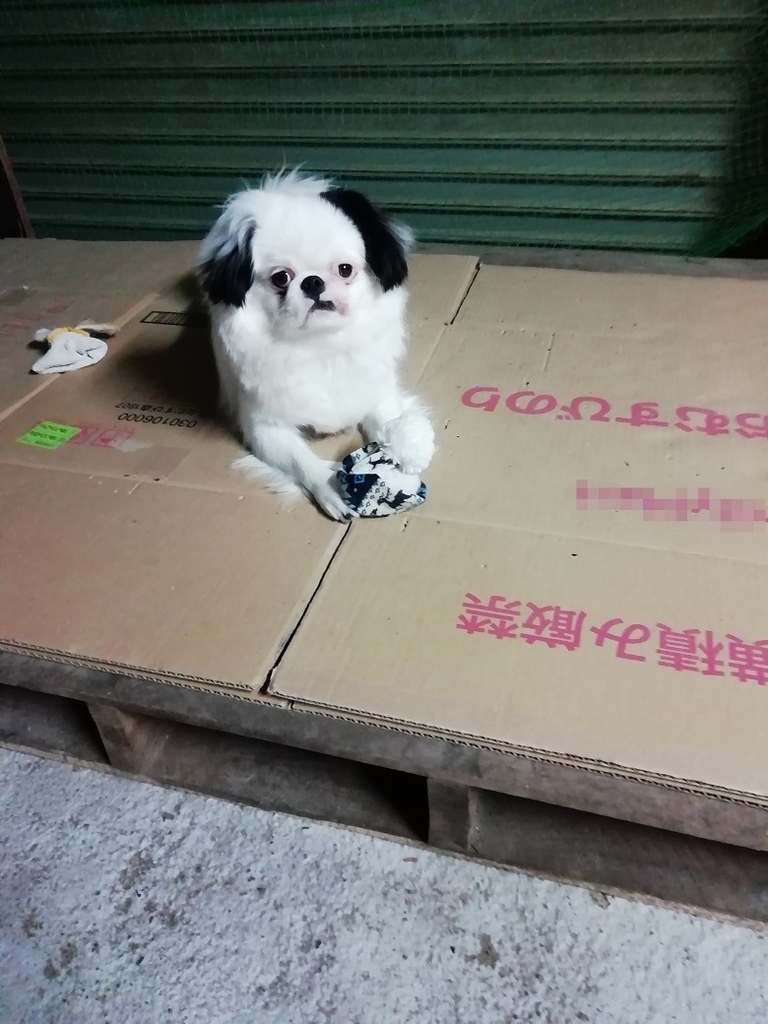 f:id:mashirokurosou:20190207235815j:plain f:id:mashirokurosou:20190207235815j:plain