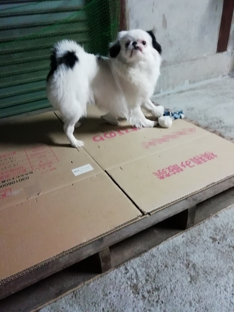 f:id:mashirokurosou:20190207235834j:plain f:id:mashirokurosou:20190207235834j:plain