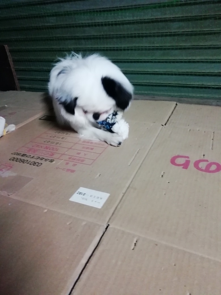 f:id:mashirokurosou:20190207235848j:plain f:id:mashirokurosou:20190207235848j:plain