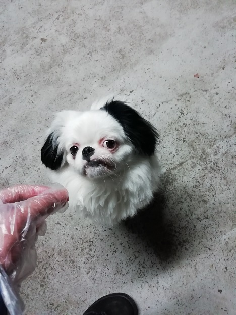 f:id:mashirokurosou:20190323014646j:plain f:id:mashirokurosou:20190323014646j:plain
