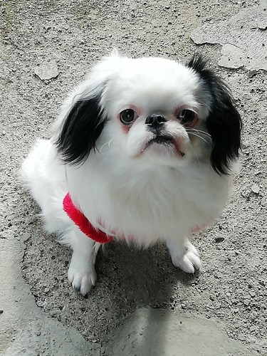 f:id:mashirokurosou:20190323022137j:plain f:id:mashirokurosou:20190323022137j:plain