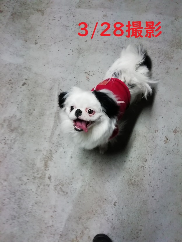 f:id:mashirokurosou:20190329014734j:plain f:id:mashirokurosou:20190329014734j:plain