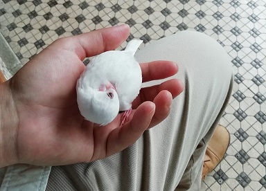 f:id:mashirokurosou:20190822184328j:plain f:id:mashirokurosou:20190822184328j:plain