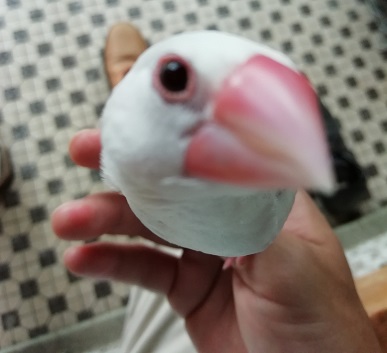 f:id:mashirokurosou:20190822184339j:plain f:id:mashirokurosou:20190822184339j:plain