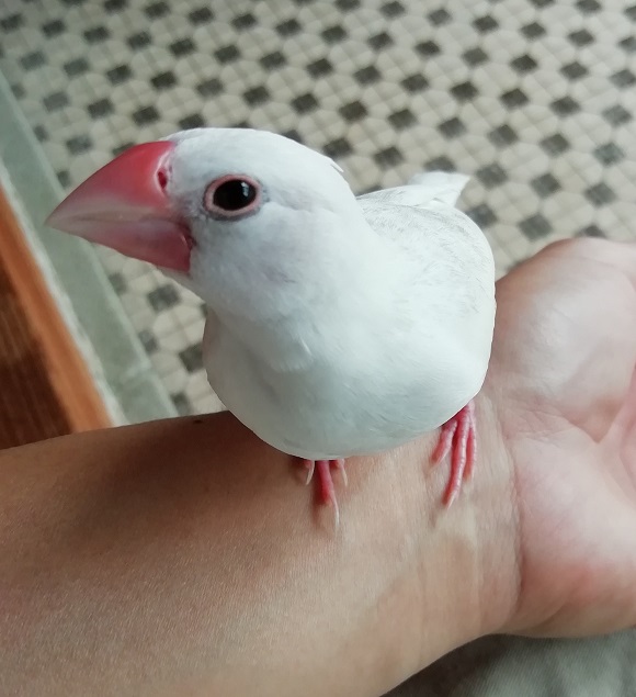 f:id:mashirokurosou:20190822184355j:plain f:id:mashirokurosou:20190822184355j:plain