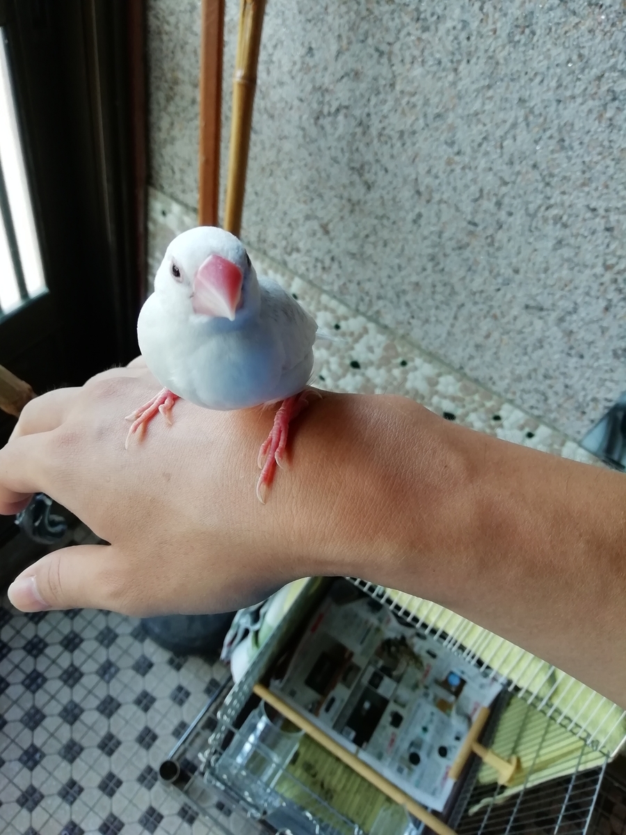 f:id:mashirokurosou:20190822223710j:plain f:id:mashirokurosou:20190822223710j:plain