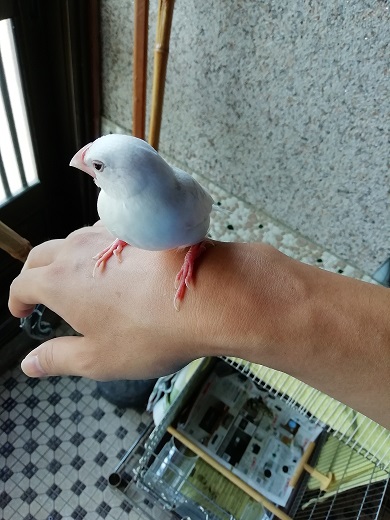 f:id:mashirokurosou:20190822224610j:plain f:id:mashirokurosou:20190822224610j:plain