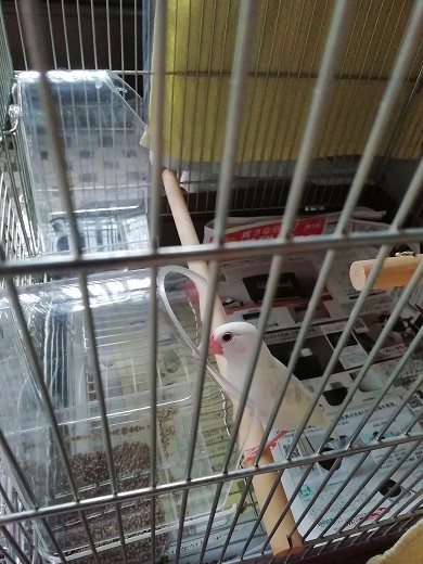 f:id:mashirokurosou:20190822224624j:plain f:id:mashirokurosou:20190822224624j:plain