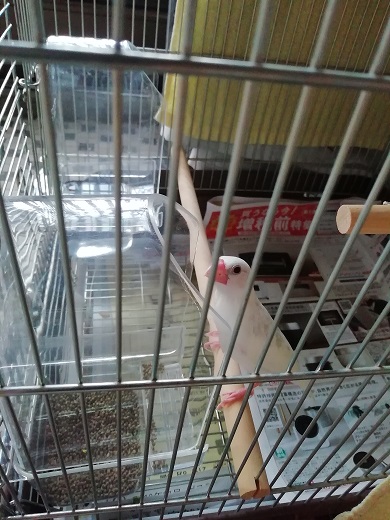 f:id:mashirokurosou:20190822224638j:plain f:id:mashirokurosou:20190822224638j:plain