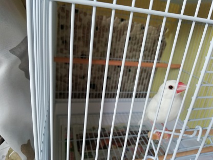f:id:mashirokurosou:20190902212515j:plain f:id:mashirokurosou:20190902212515j:plain
