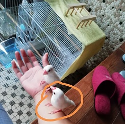 f:id:mashirokurosou:20190918165714j:plain f:id:mashirokurosou:20190918165714j:plain