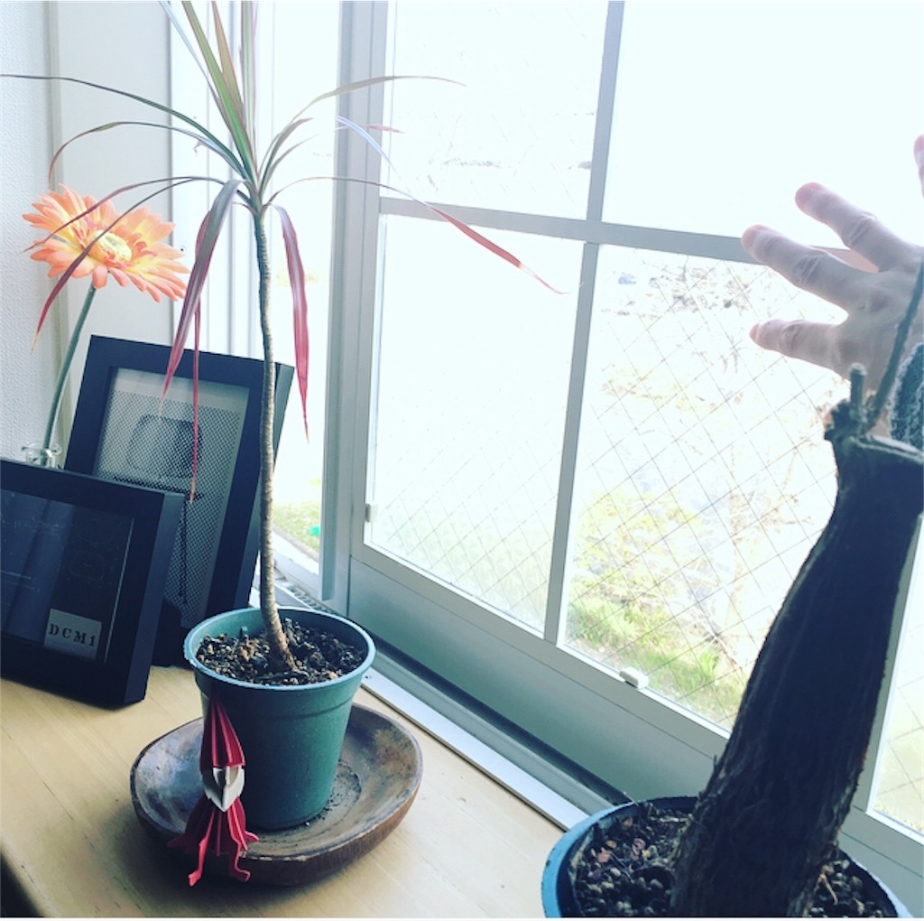 f:id:mashley_slt:20180312153733j:image f:id:mashley_slt:20180312153733j:image