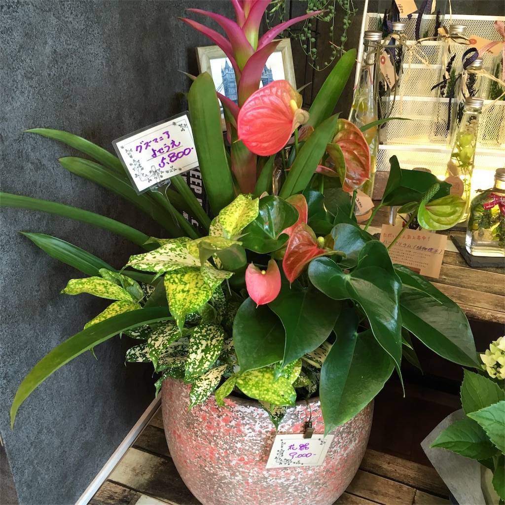 f:id:mashley_slt:20180527175804j:image f:id:mashley_slt:20180527175804j:image