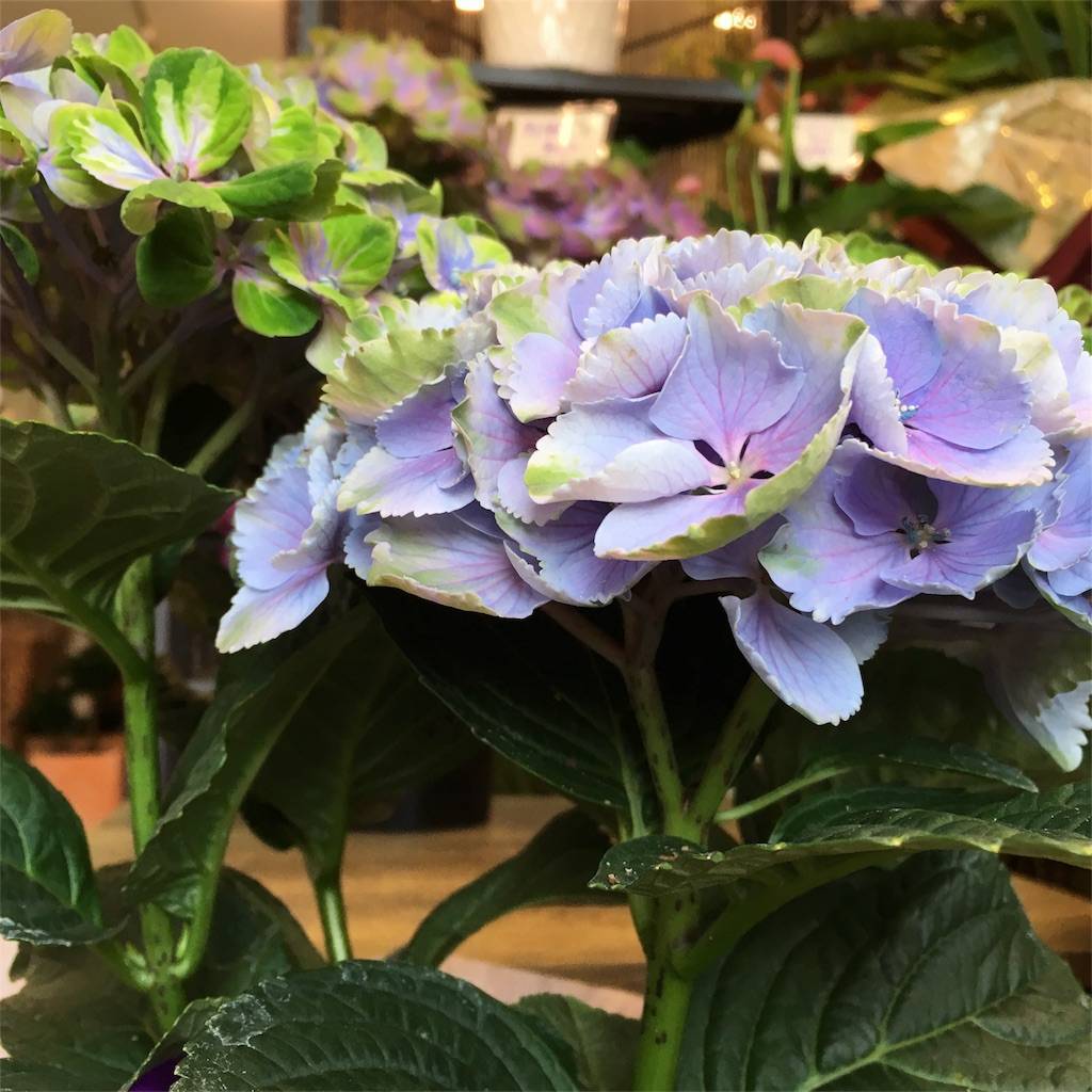 f:id:mashley_slt:20180527181641j:image f:id:mashley_slt:20180527181641j:image