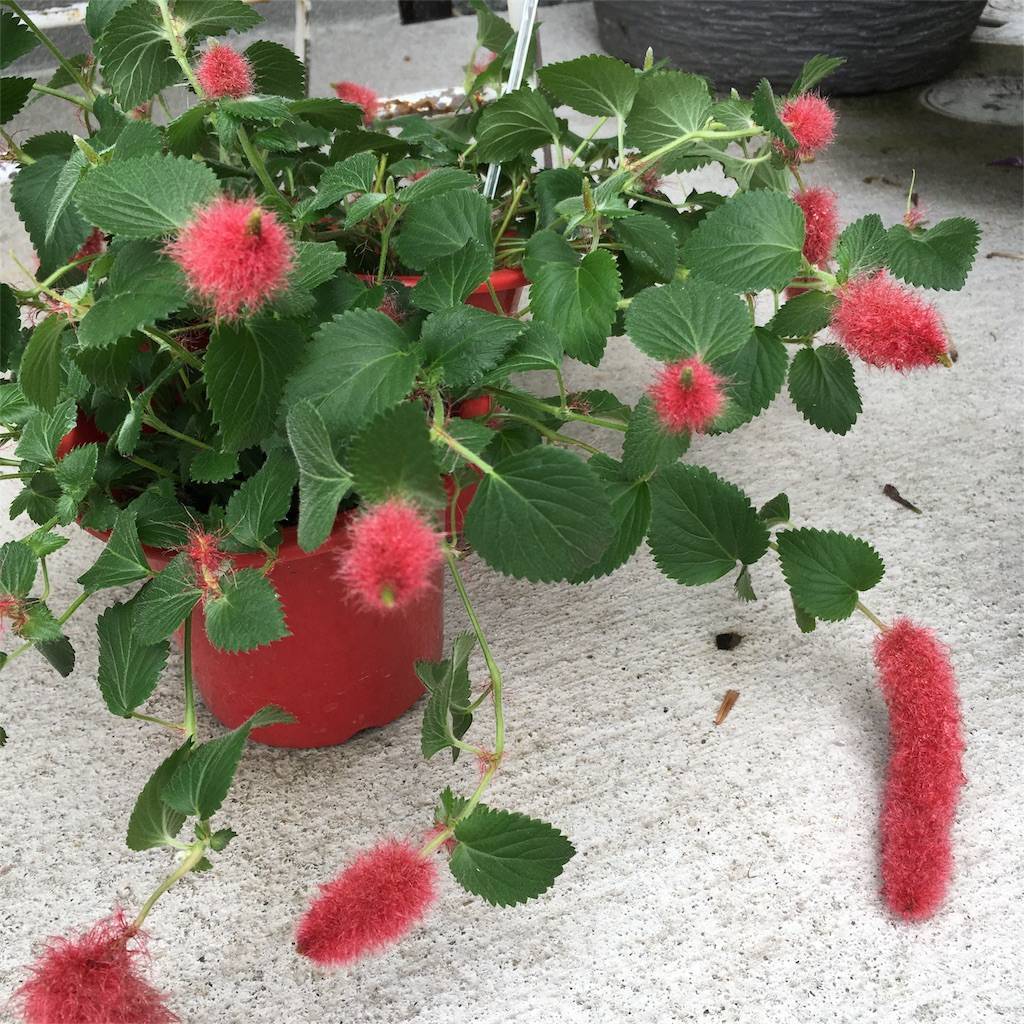 f:id:mashley_slt:20180630171459j:image f:id:mashley_slt:20180630171459j:image