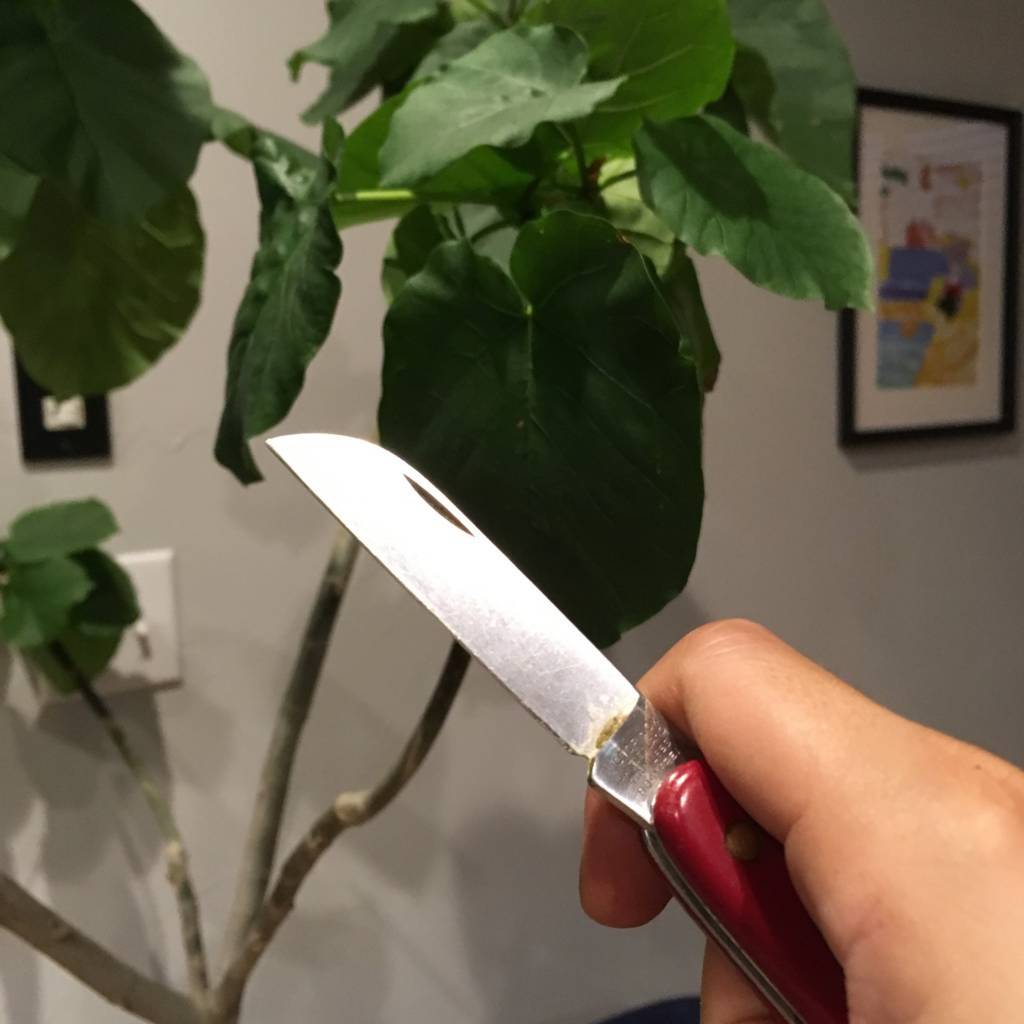 f:id:mashley_slt:20180811213346j:plain