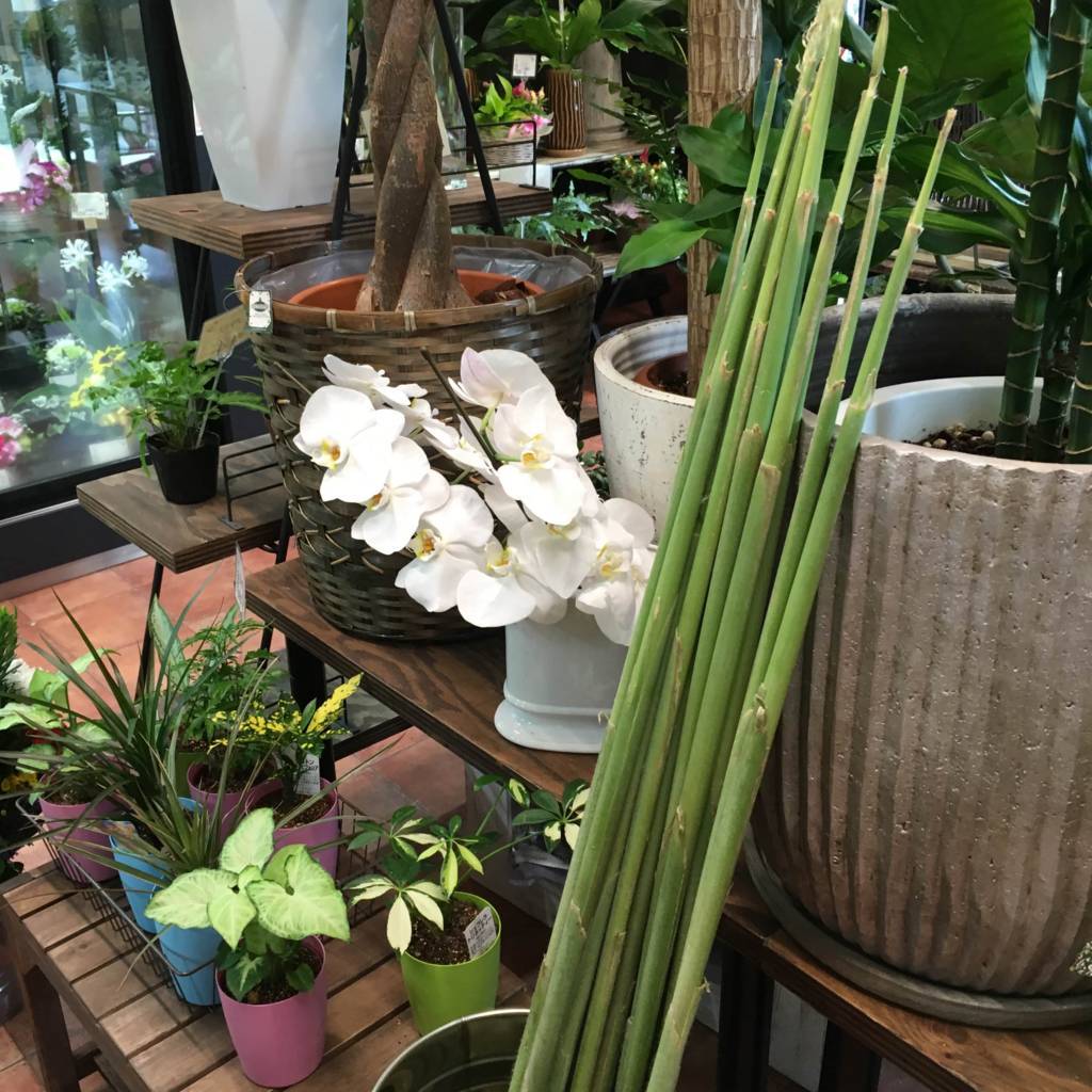 f:id:mashley_slt:20180811224845j:plain