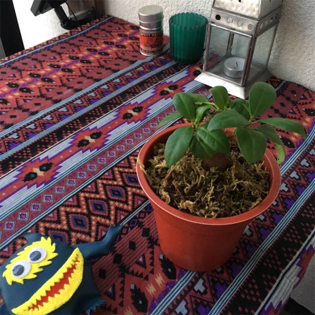 f:id:mashley_slt:20180817194555j:image