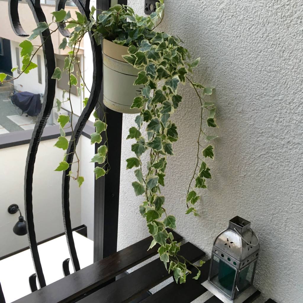 f:id:mashley_slt:20180822221646j:plain