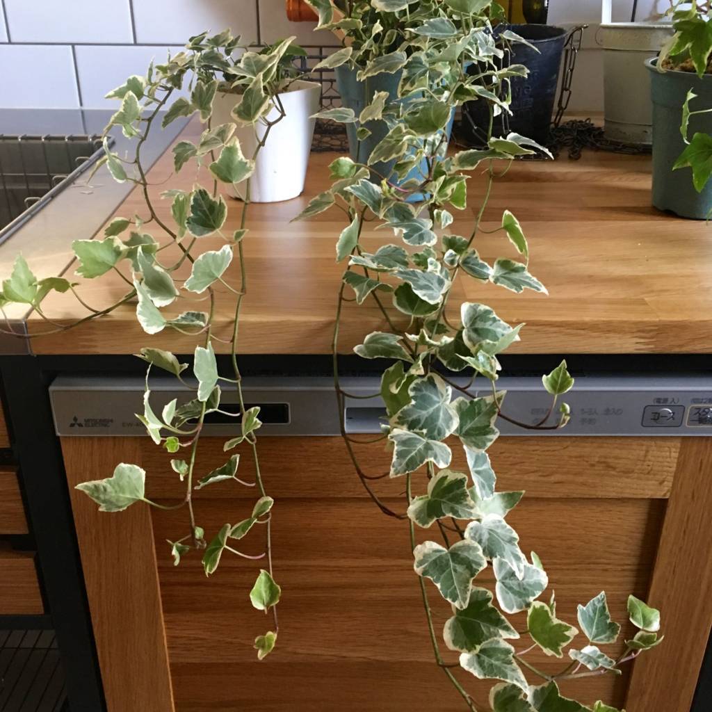 f:id:mashley_slt:20180822221829j:plain