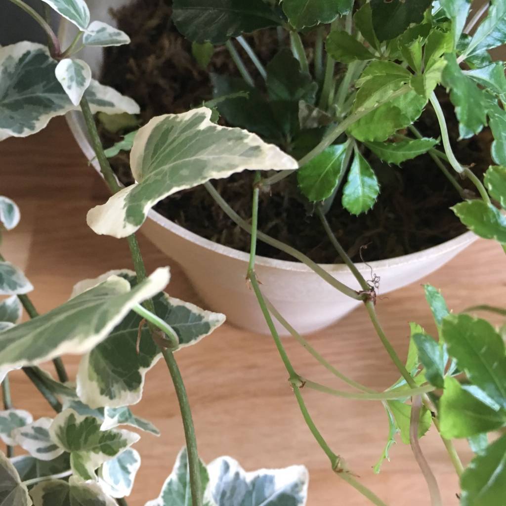 f:id:mashley_slt:20180822221950j:plain