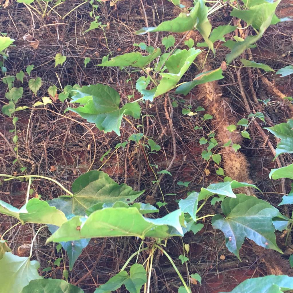 f:id:mashley_slt:20180822223224j:plain