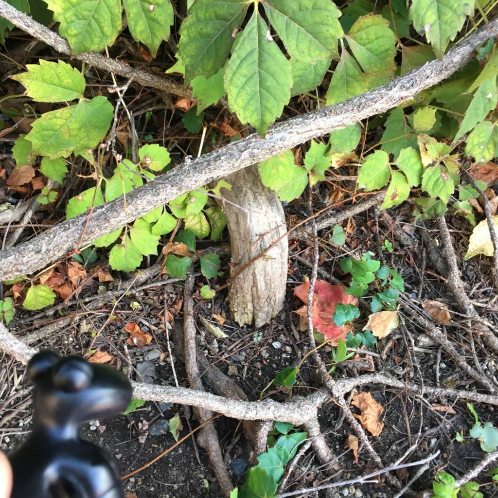 f:id:mashley_slt:20180822225533j:plain